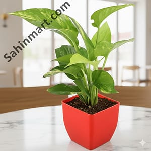 Green Money Plant with Red Plastic Pot - Live Indoor Plant