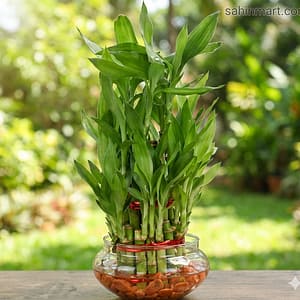 18 Sticks 2-Layer Lucky Bamboo Live Indoor Plant